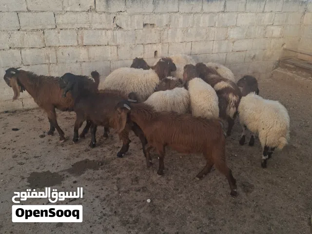 اربع خرفان واربع عبر ثلاث فاجديان رمسيات تواصل واتس اب فقط