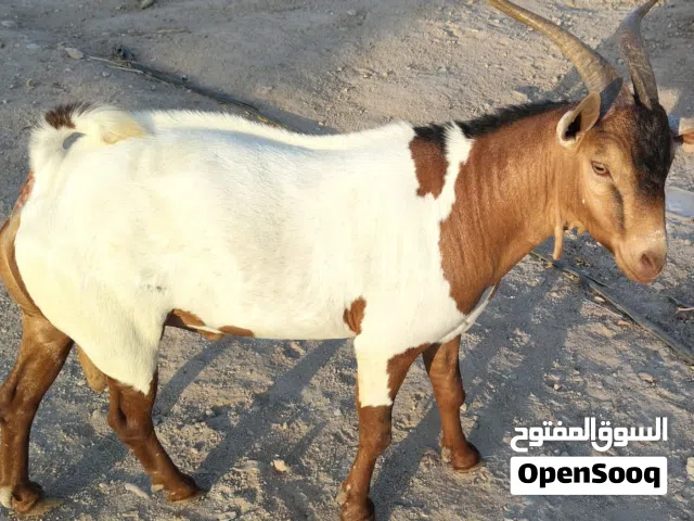 ماعز صلالة الاصلي