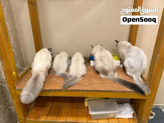 Beautiful 3-Month-Old Pure Persian Kitten