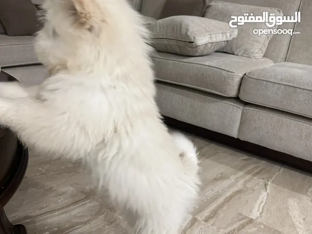 كلب ( تشاو تشار بيور)