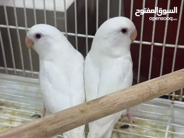 فصل اوبلاين البينو عيونهم حمرة انتاج قوي و شرط بيضه تحته.