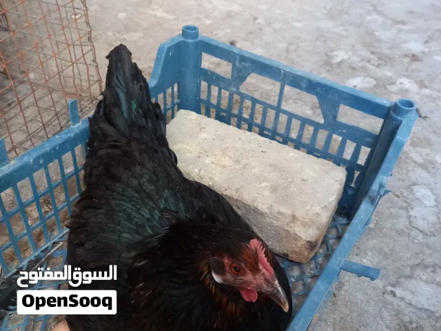 دجاجه كركه تواصل واتساب