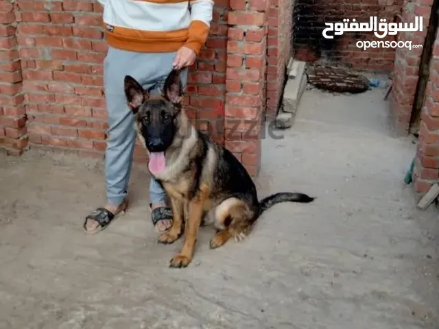 دكر جيرمن شيبرد سابل سنه ونص متربي في المنزل