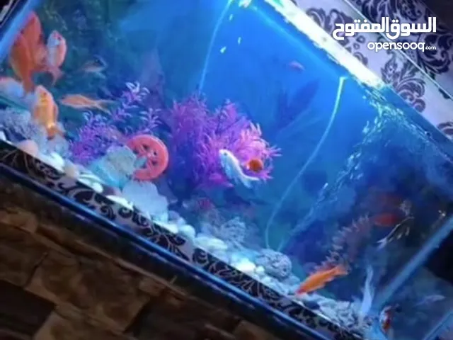حوض سمك للبيع بسعر طري