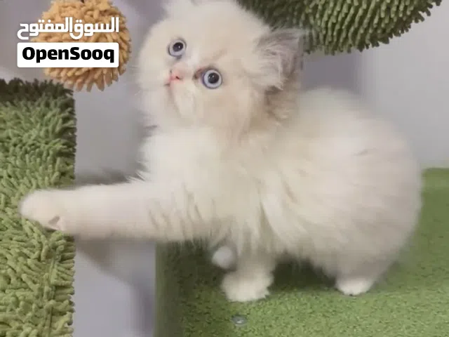 قطط راغدول عمر شهرين مع كامل الاغراض صحتهم ممتازة جدا وعيون زرقاء اللون متعودين على لأكل وليتر بوكس