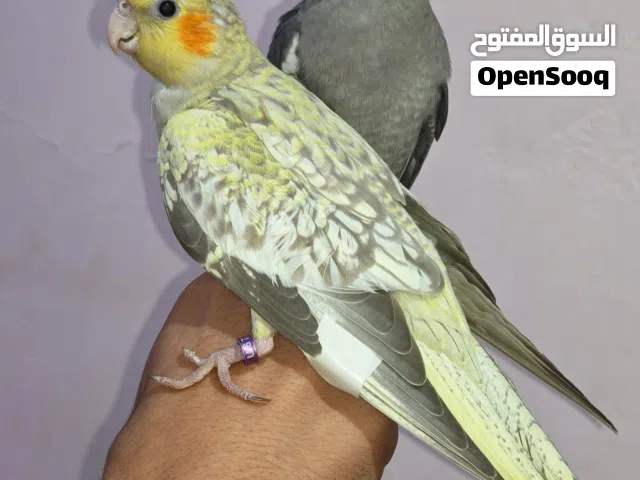 كوكتيل فل الفل