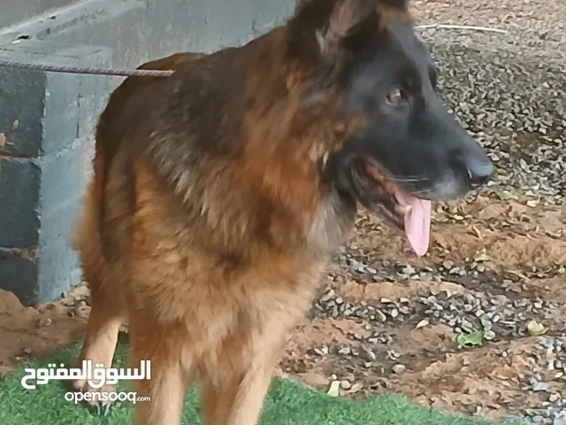 انثي جيرمن شيبرد منتجه و مستوي قوي جدا وحجم ضخم جدا