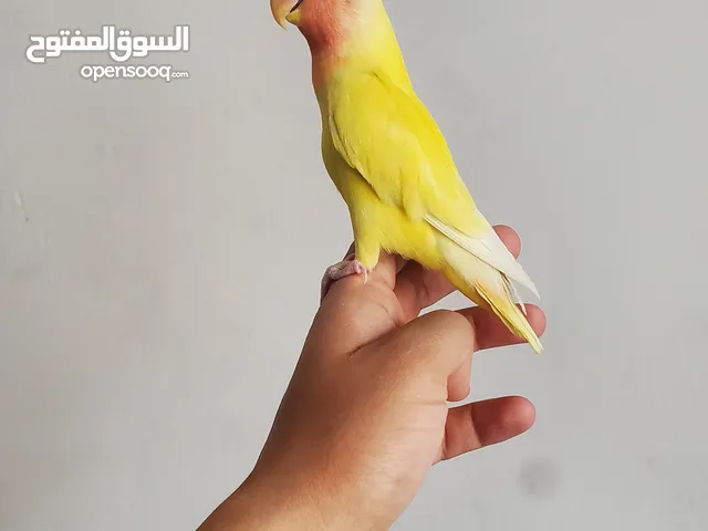 فرد روز لاتينو رد فيس عيون حمر أليف جدا