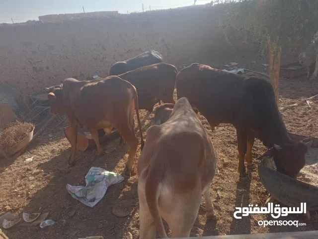 عجوال كرامة حصل ناس المناسبات