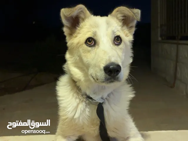 كلب للحراسه