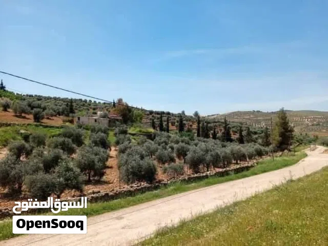 مزرعة زيتون جرش 3400م منطقة نادرة شرق جرش 10كيلو مشجره زيتون جاهزه مسنسله  الخدمات واصله كهرباء دحل