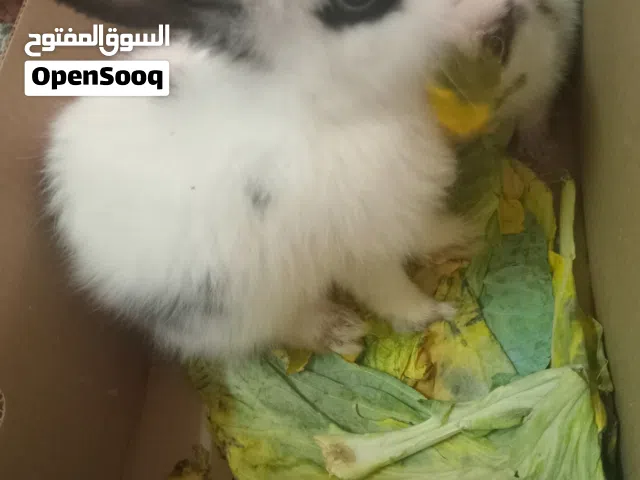للبيع أرانب هوالنديات العدد 3 السعر الواحد 3ريال