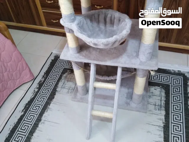 خداشة خداشة قطط للبيع
