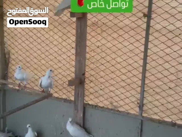 حمام وجوج صنعاوي
