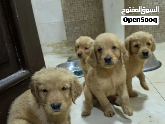 دباديب جولدن رتريفر عمر 45 يوم