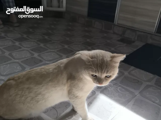 قط مكس للبيع