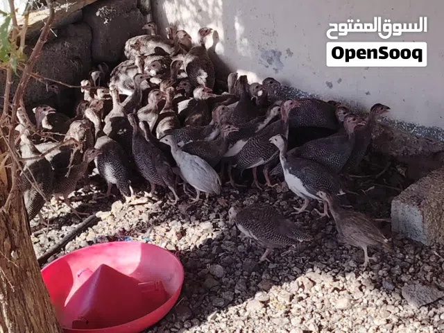 ديك افريقي