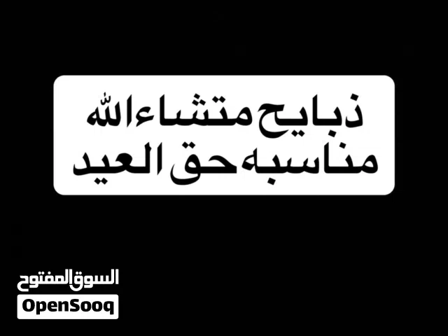 كباشا للعيد