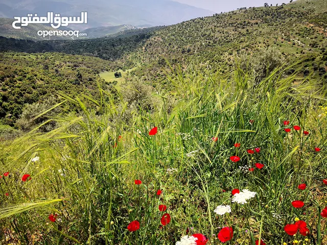 أرض زراعية للبيع مطلة على 5 محافظات وفلسطين