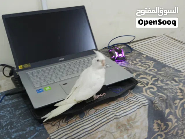 Professional Trained Albino Cockateil (female)