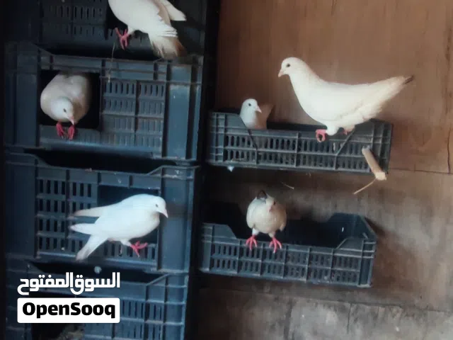 حمام فرنسي لاحم بيور