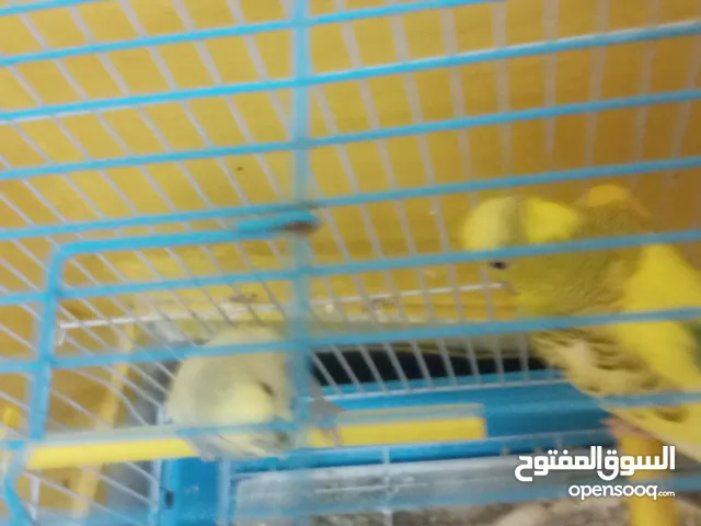 breeding pair budgie with cage and food male and female