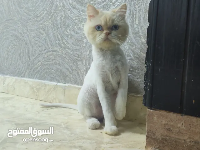 قط التبني متعلم ومتنظف كامل وما في اي مشاكل ونوعيه نادره بريشن