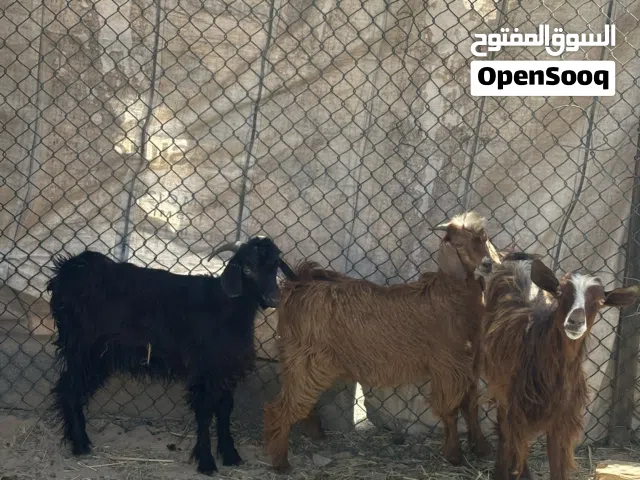 للبيع جدايا 2وسخال 2