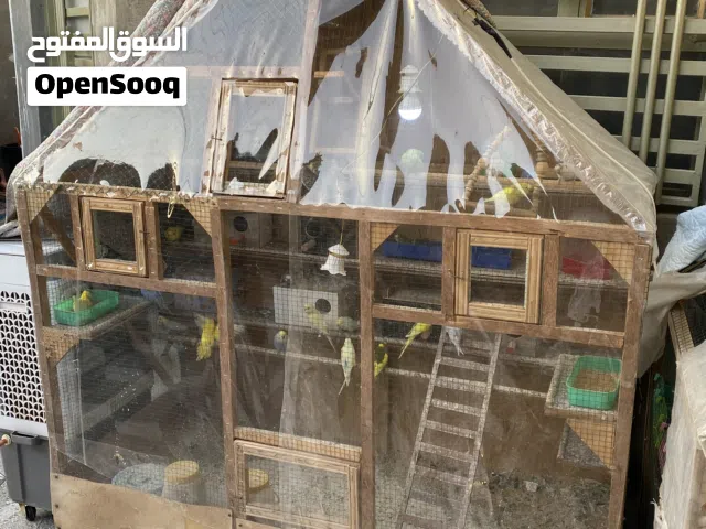 طيور حب مع قفص كبير 1x2M