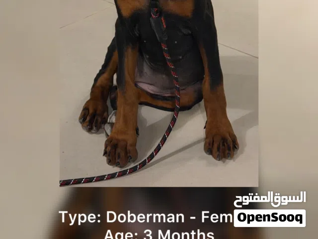 Dog Doberman (Female)