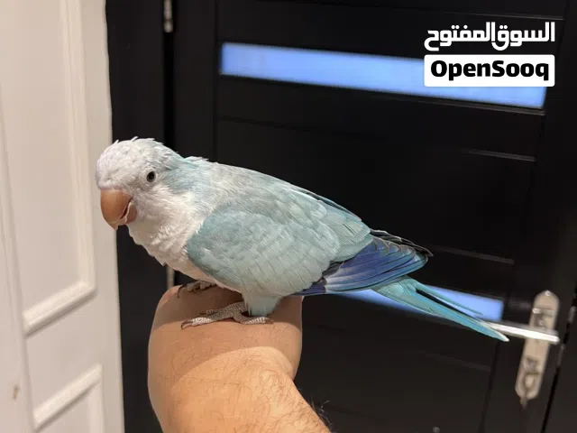 ببغاء كويكر ازرق