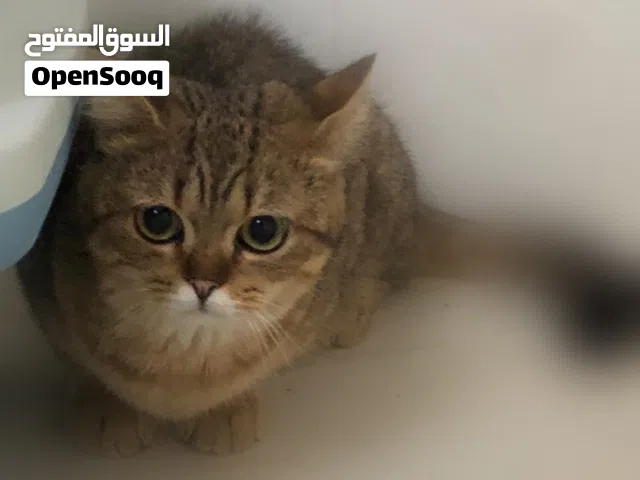 لتبني قط ذكر برتش شورت هير ( golden )