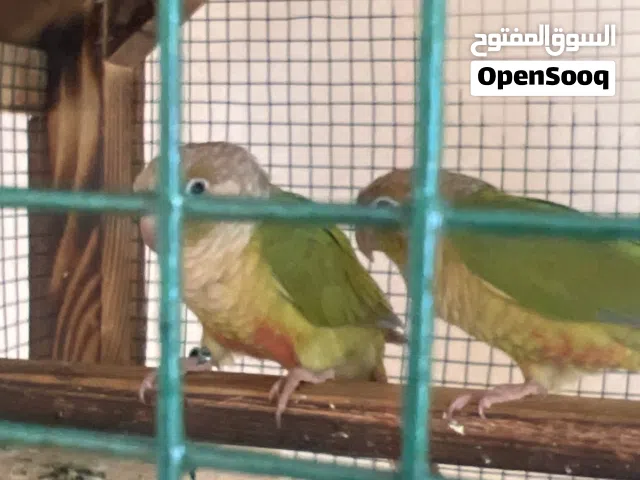 بغبغاء كنيور ثنينه واحد ريله مقطوعه ب1700