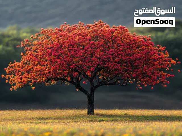 مطلوب شخص مصري  لمشاركة سكن الفروانية قطعه 4 شارع 118 بجوار مخبز مصر المحروسه عمارة 23