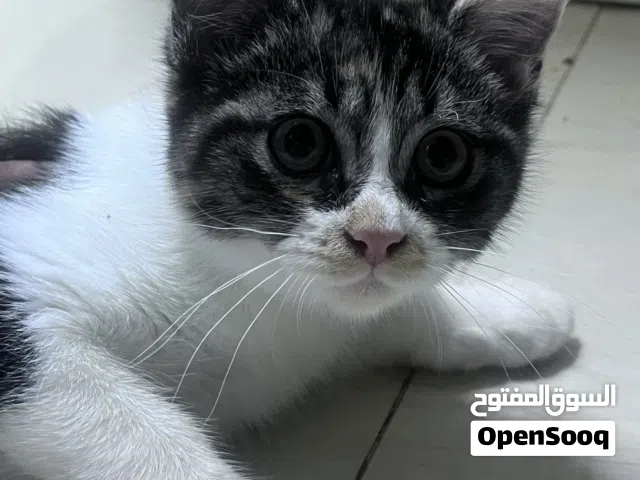قطط شيرازي (للتبني)