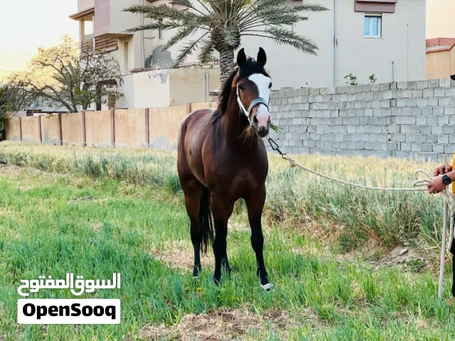 ولد فخر الساحل عمره اربعه سنين ونص دمه 92