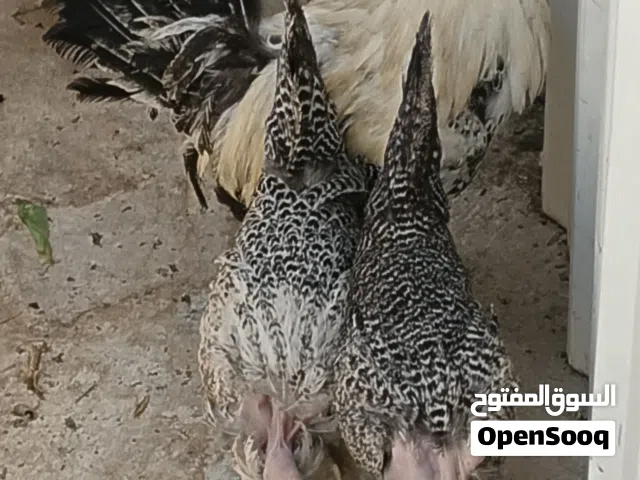 دجاجتين وديج فيومي للبيع