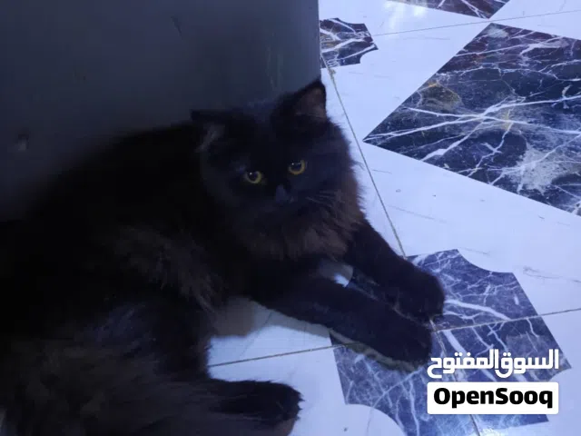 قطط 2 نثيات واحد فحل للتبني ناصريه