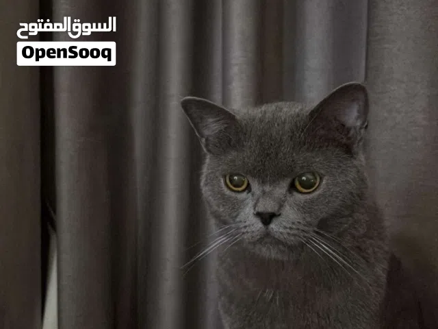 قط برتيش شورت هير