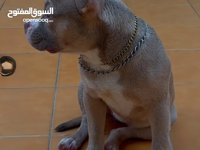 كلب للبيع أمريكان بولي
