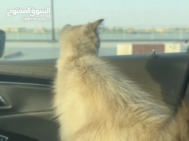 قطة هملايا عمر شهرين حلوه وعاقلة وتلعب