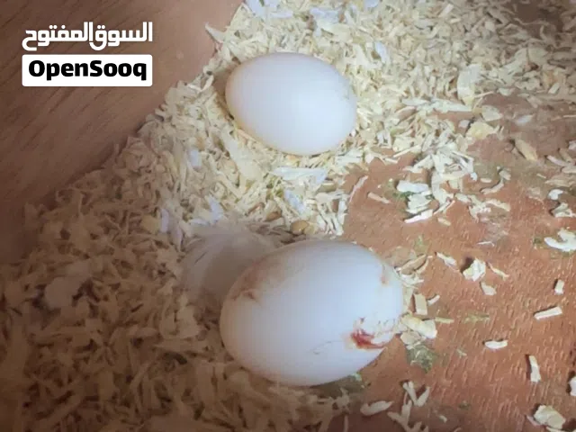 زوج روز منتج