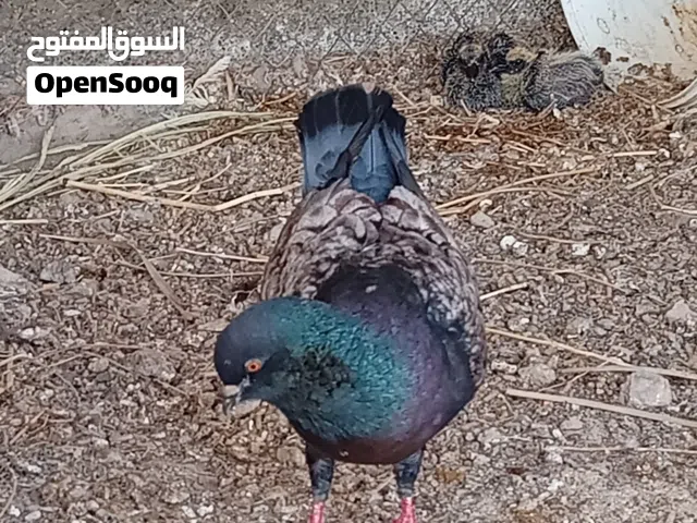 زوج حمام الماندنيز الالماني الفراشي مع فراخه