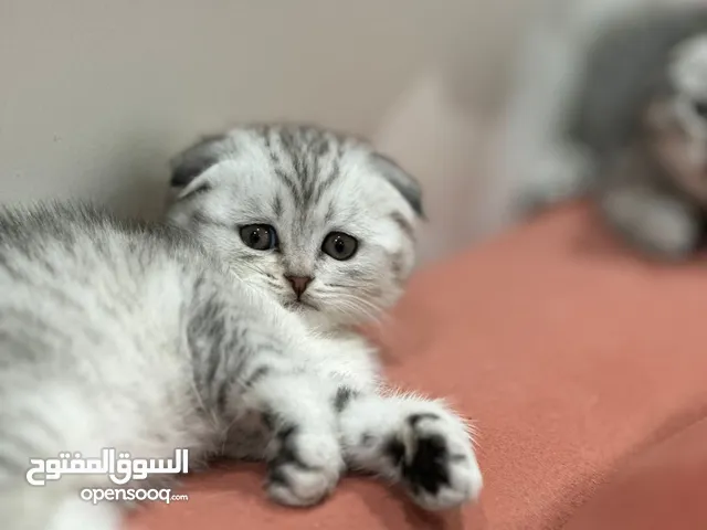 قطاوة سكوتش فولد للبيع