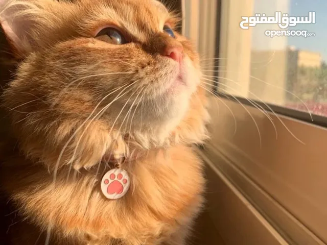 دهب قطة شيرازي