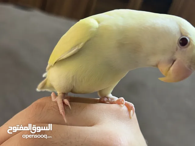 ببغاء روز اليف جدًا عمره 59 يوم