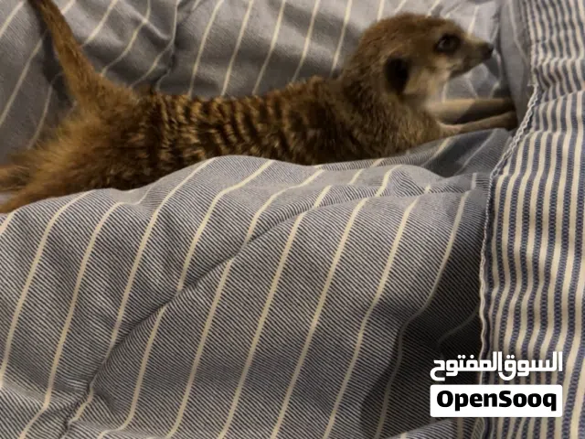 تيمون  ميركات