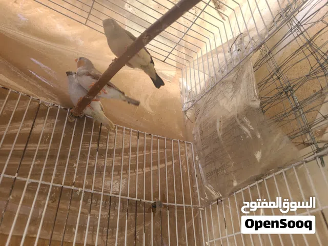 طيور زيبرا عدد 2 فراخ