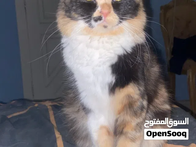 قطه شيراز مهجن للبيع