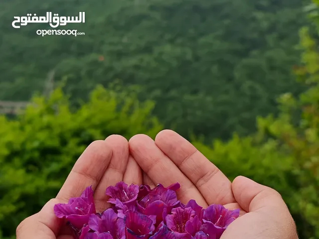 زهرة لسان الثور المجففة –منتقاة من غابات شمال إيران Dried Borage Flower (Gol Gavzaban)